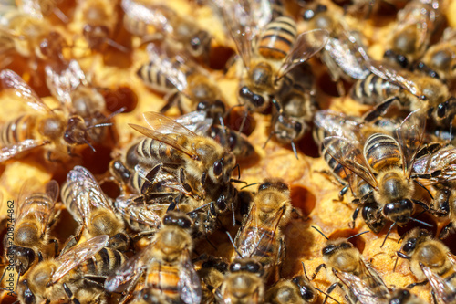 bees in the apiary for comb closeup