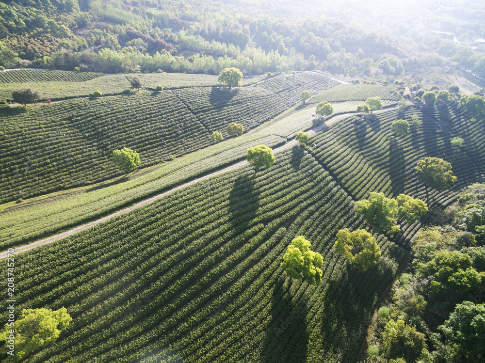 Beautiful landscape view of tea plantation