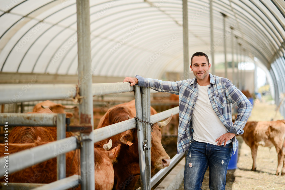 portrait of handsome farmer in a livestock small breeding husbandry farming production taking care of charolais cow and cattle portrait of handsome farmer in a livestock small breeding husbandry farming production taking care of charolais cow and cattle