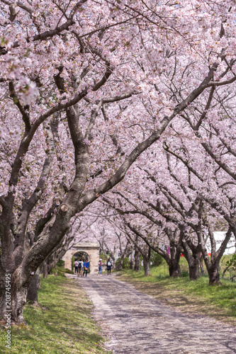 桜のアーチ