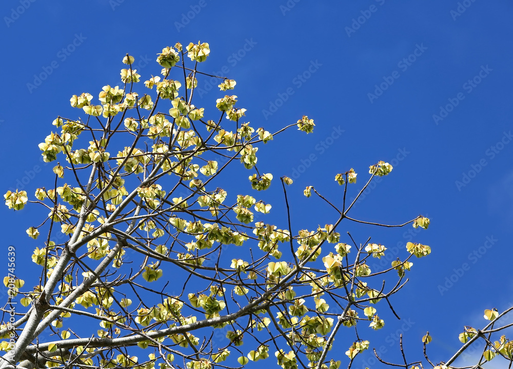 Seed pods on the Cavanillesia platanifolia tree. The Cavanillesia