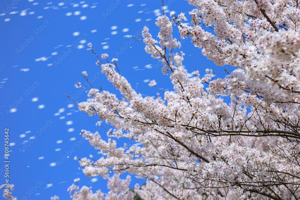 桜の花が舞うシーン