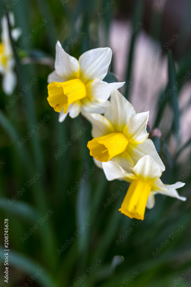 Fototapeta premium 水仙の花