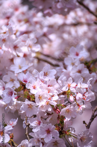 桜の花