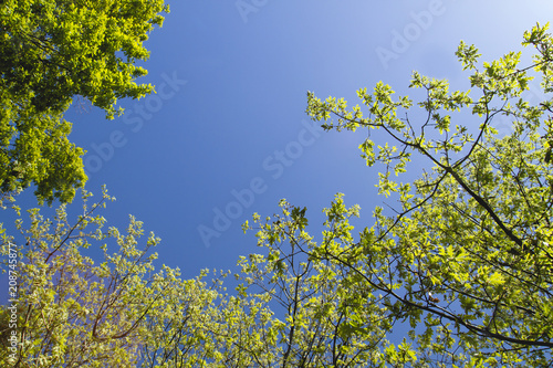 oak trees foliage in spring and blue sky