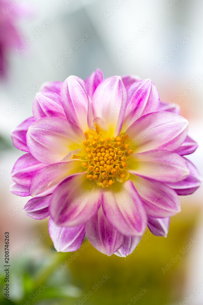 Fototapeta premium ダリアの花