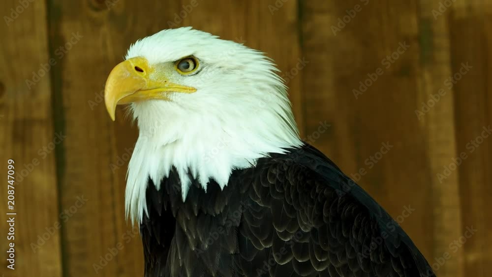 Portrait of a bald eagle (Haliaeetus leucocephalus) staring into the distance Portrait of a bald eagle (Haliaeetus leucocephalus) staring into the distance