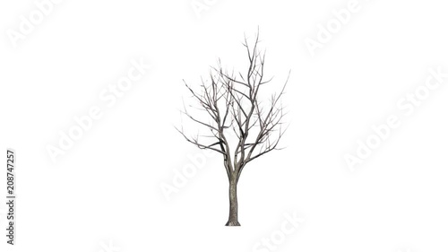 Dead Maple Tree. Alpha Channel Included.