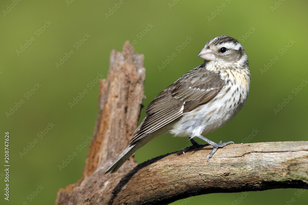 Fototapeta premium Female Rose-breasted Grosbeak perched on a dead tree branch