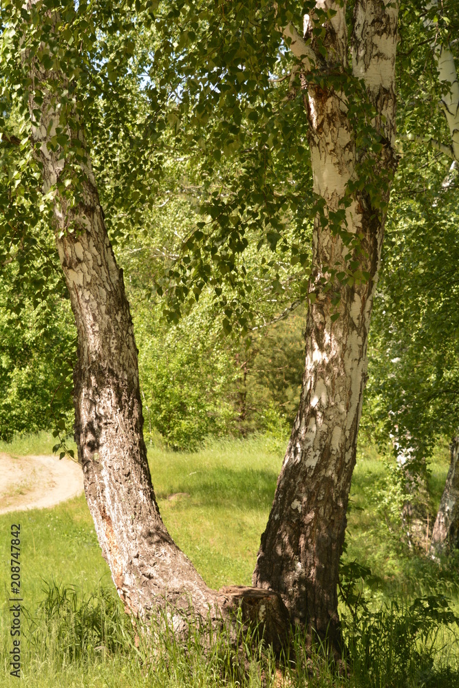 summer, season, sun, sky, heat, nature, greenery, grass, forest, blue, tree, birch, clouds, freshness, yellow, flowers, landscape, stream, spring, water, oxygen, field, mountain, hill, cliff, trail, b