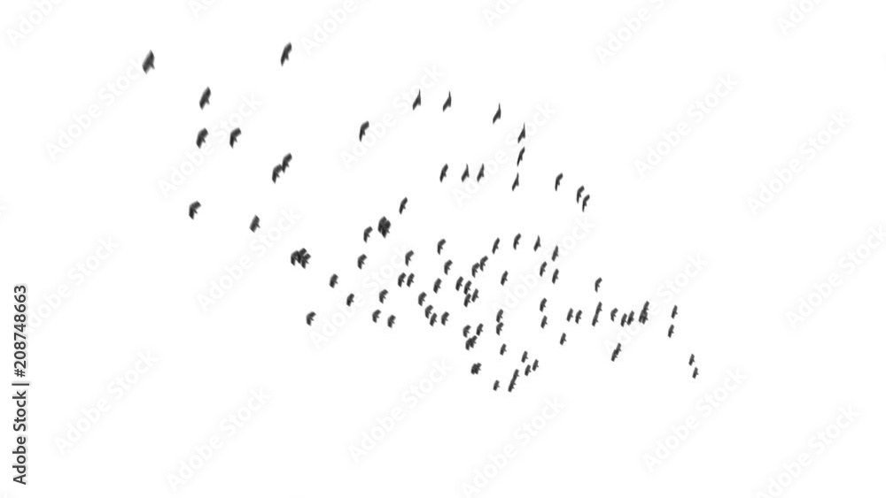 Birds Flying. Alpha Channel Included. Birds Flying. Alpha Channel Included.