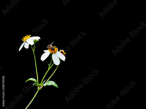 Wallpaper Mural isolate bee on white flower on black background Torontodigital.ca