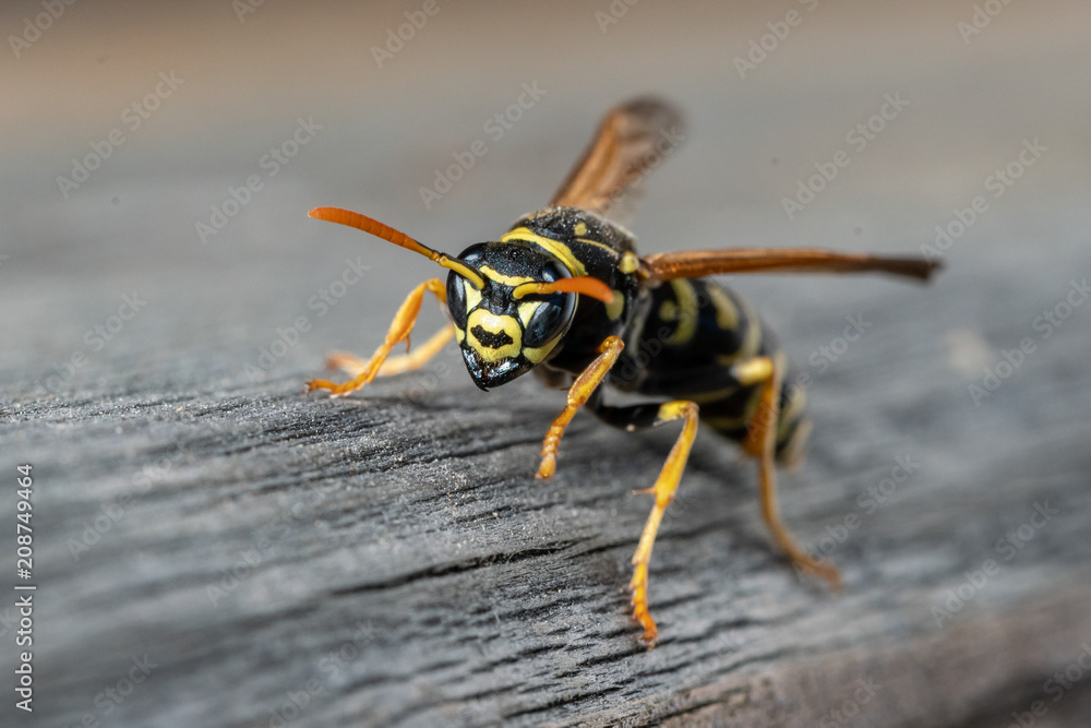 Bat-Wasp, eine Gallische Feldwespe trägt das Zeichen eines bekannten Superhelden Bat-Wasp, eine Gallische Feldwespe trägt das Zeichen eines bekannten Superhelden