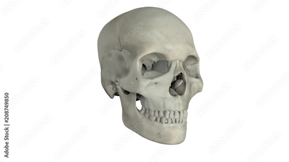 Skull. Looped. ALpha Channel Included. Skull. Looped. ALpha Channel Included.