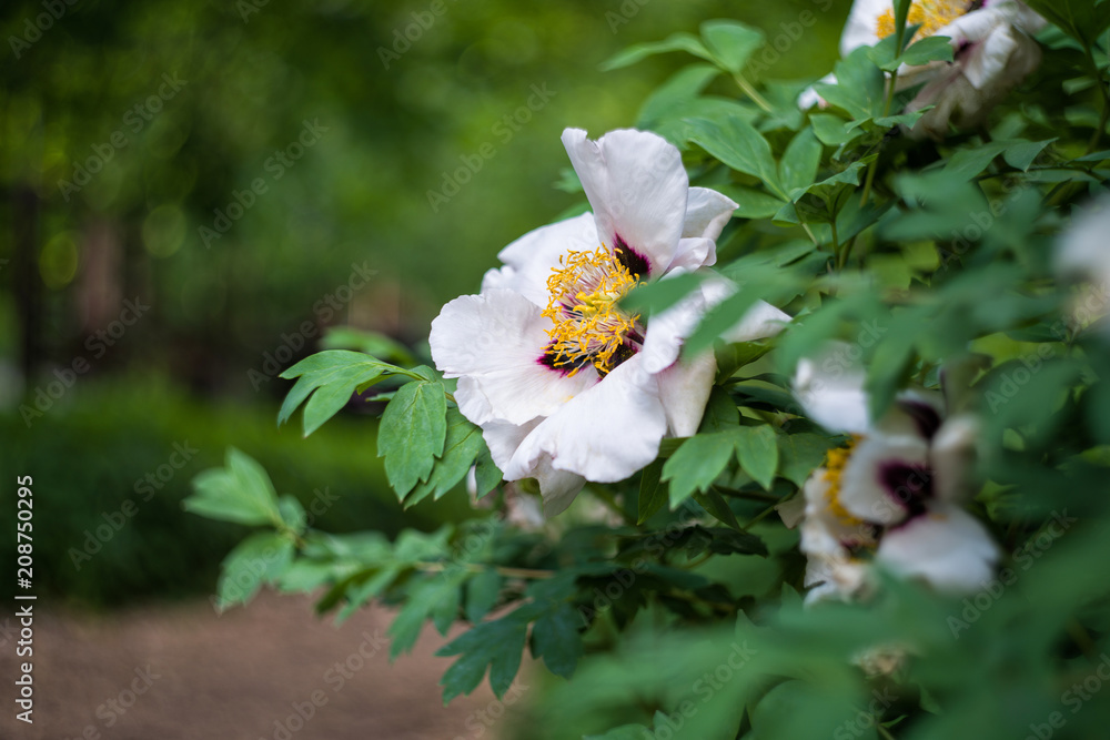 Peony. Peony.