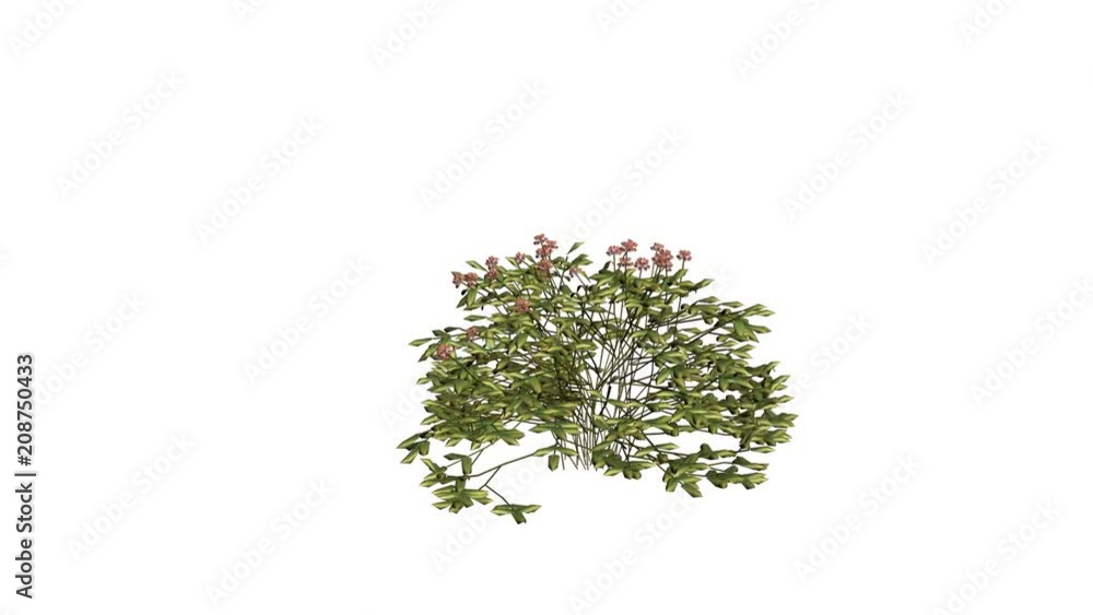 Growing Spirae Flower. Alpha Channel Included. Growing Spirae Flower. Alpha Channel Included.