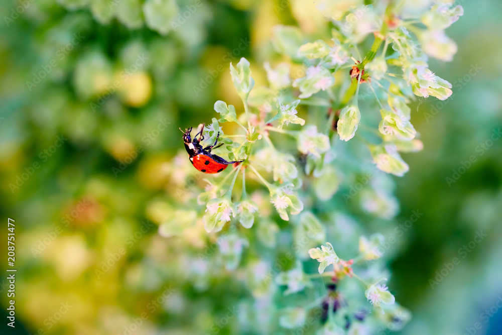 Red ladybird on a green flower at sunset. Red ladybird on a green flower at sunset.