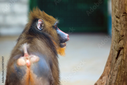 young monkey mandril turned backwards photo