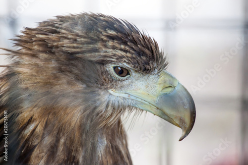 head of an eagle, close-up