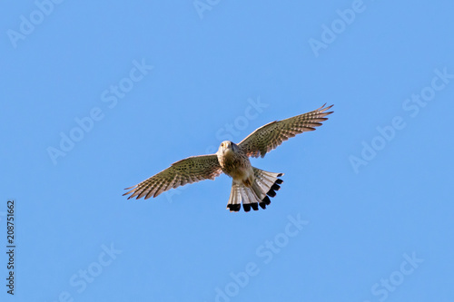 Common kestrel male in flight under blue sky. Cute orange falcon hovering and looking for prey. Bird in wildlife.