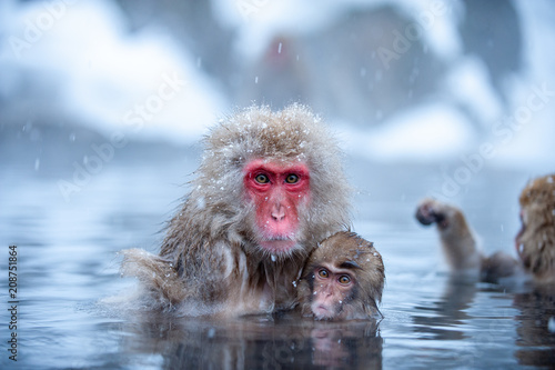 Macaque with infant in water, Jigokudani Monkey Park
