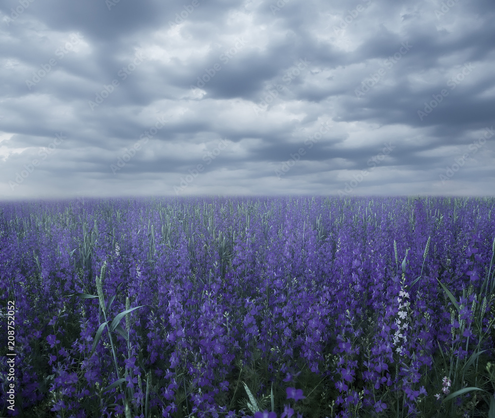 Obraz premium Magic field with lilac flowers in misty haze. Selective soft focus.