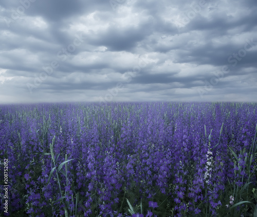 Magic field with lilac flowers in misty haze. Selective soft focus. 