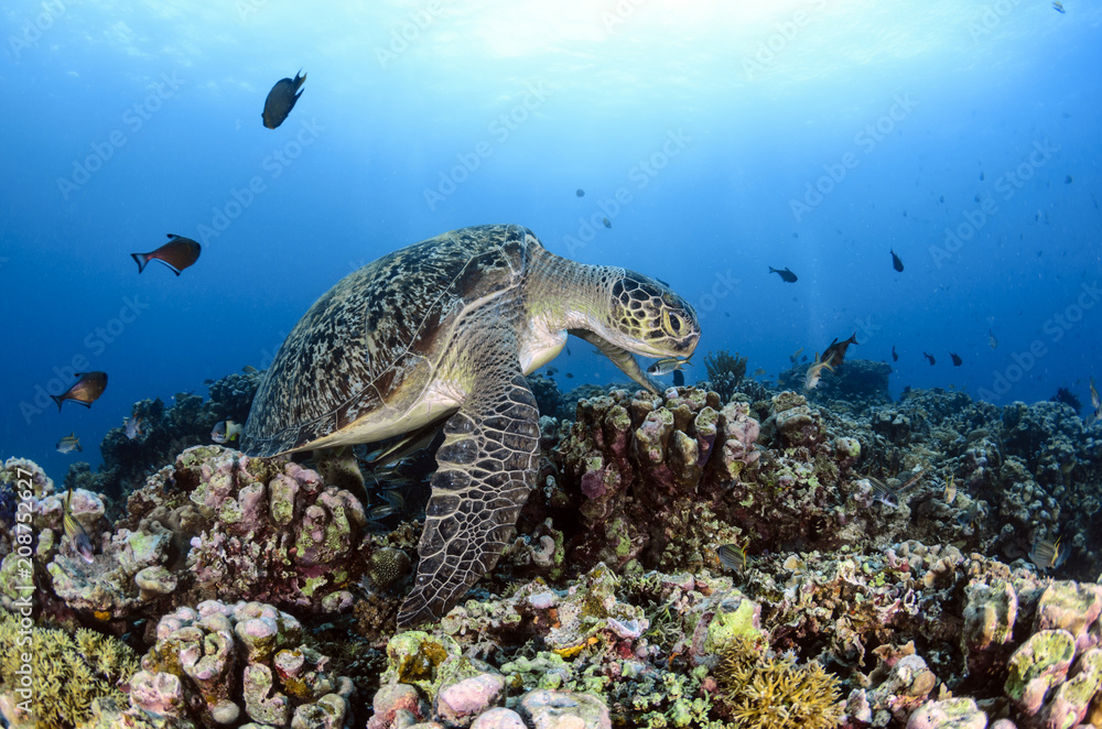 Obraz premium Green Turtle