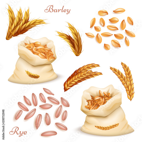 Agricultural cereals - barley and rye vector set. Realistic grains and ears isolated on white background
