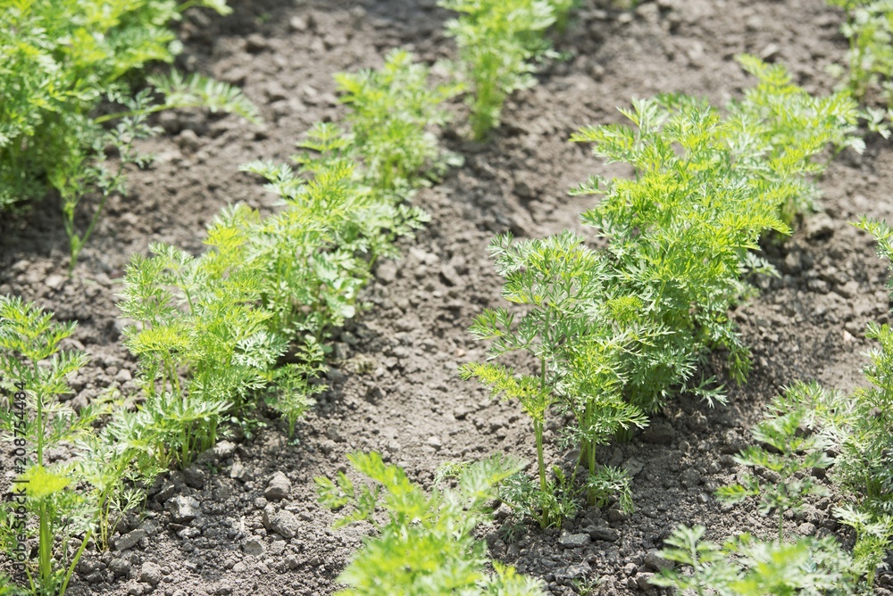 © Djordje - carrot seedling in garden © Djordje - carrot seedling in garden