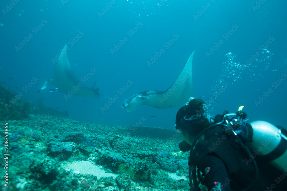 Fototapeta premium Woman scuba diver smiling underwater with manta rays