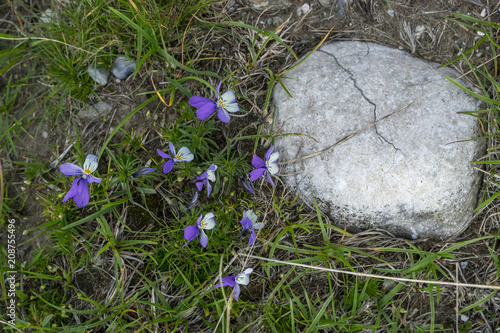 Purple and white wild field flowers and a rock, photographed in Bucegi National Park, Carpathians Mountains, Romania