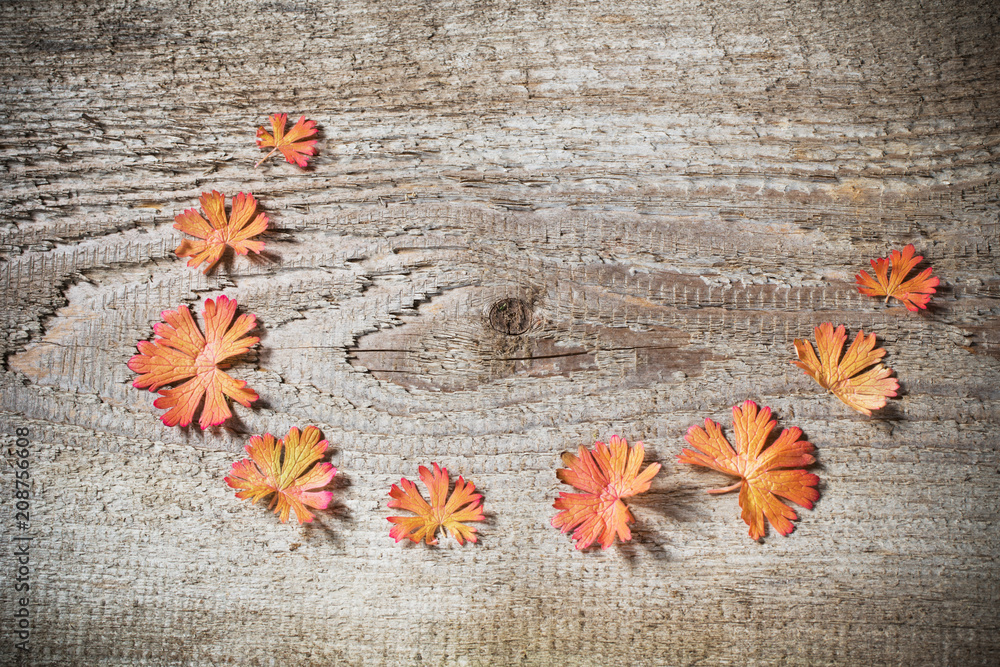 Fototapeta premium autumn leaves on wooden background