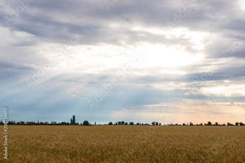 natural background, yellow wheat field against a beautiful sunset sky