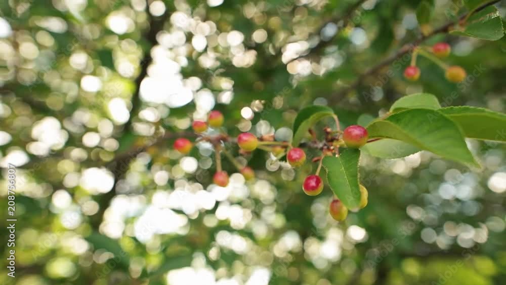 Cherries hanging on a cherry tree branch. Selective focus with shalow DOF. Cherries hanging on a cherry tree branch. Selective focus with shalow DOF.
