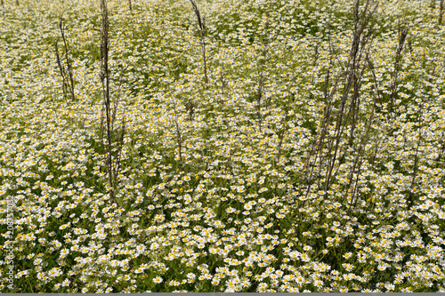 Fototapeta Naklejka Na Ścianę i Meble -  Chamomile flowers. Pharmaceutical camomile. Medicinal plant chamomile, flowering