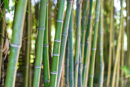 Fototapeta Naklejka Na Ścianę i Meble -  Detail of bamboo stem in plant forest