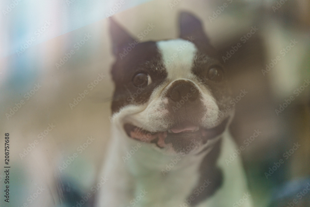 Dog at the window, street image Dog at the window, street image