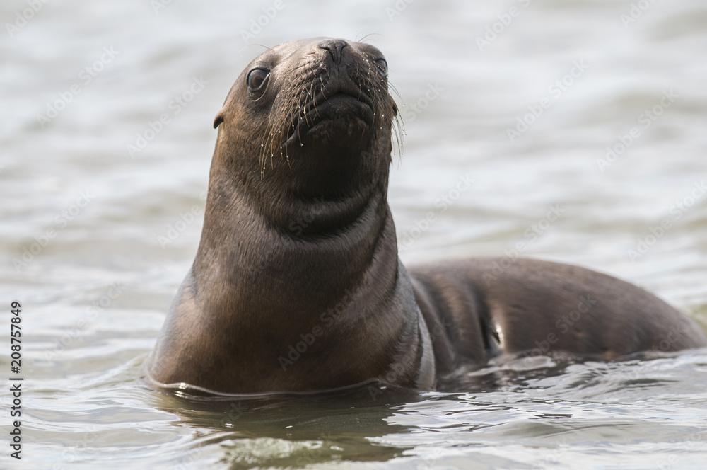 Obraz premium Szczenię lwa morskiego, Patagonia Argentina