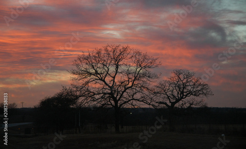 Sunset over tree at Kruger National Park  South Africa