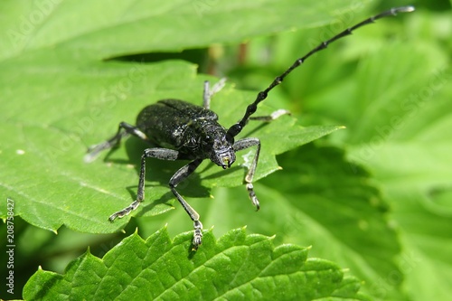 Longhorn beetle on green leaves in the garden, closeup  © natalya2015