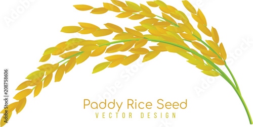 Yellow paddy rice seed vector design