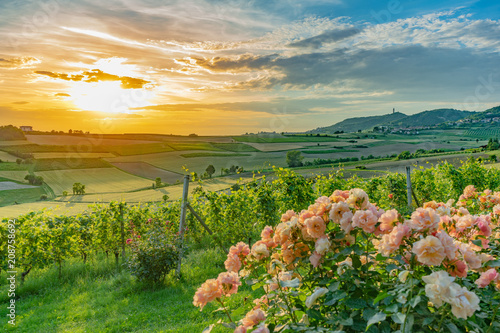 tramonto sui campi e vigneti del Monferrato - italia