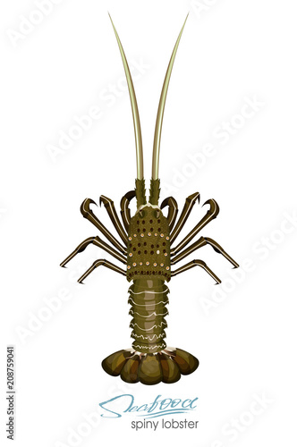Spiny lobster vector illustration in cartoon style isolated on white background. Seafood product design. Creature floating in water. Inhabitant wildlife of underwater world. Vector illustration