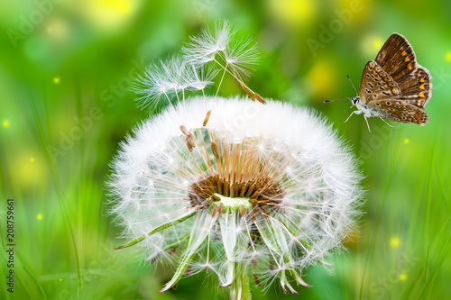 Fototapeta Naklejka Na Ścianę i Meble -  Ripe dandelion seeds close-up, spring beautiful landscape, selective focus, macro
