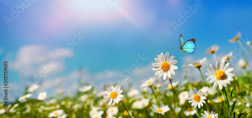 Obraz na płótnie Chamomiles daisies macro in summer spring field on background blue sky with sunshine and a flying butterfly , panoramic view. Summer natural landscape with copy space. w salonie