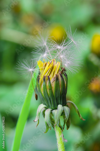 Fototapeta Naklejka Na Ścianę i Meble -  Ripe dandelion seeds close-up, spring beautiful landscape, selective focus, macro
