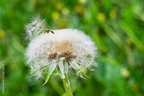 Fototapeta Naklejka Na Ścianę i Meble -  Ripe dandelion seeds close-up, spring beautiful landscape, selective focus, macro
