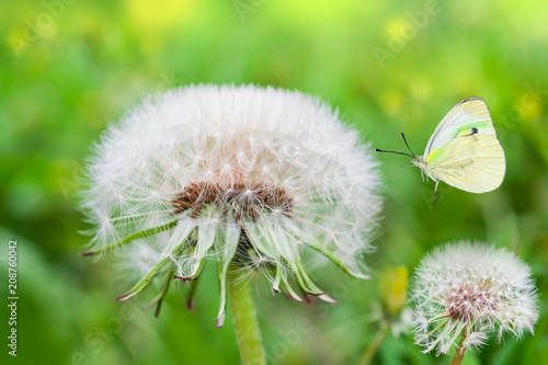 Fototapeta Naklejka Na Ścianę i Meble -  Ripe dandelion seeds close-up, spring beautiful landscape, selective focus, macro
