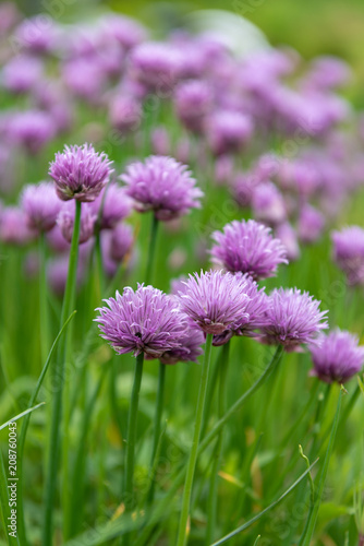 アサツキの花